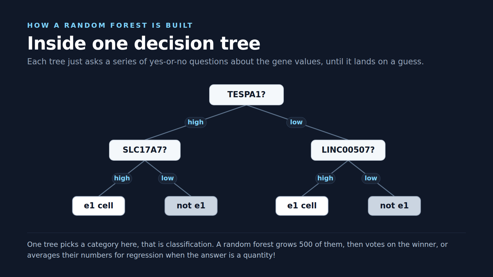 Inside one decision tree, a chain of yes-or-no questions about gene values leading to e1 cell or not e1